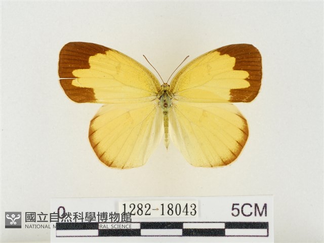島嶼黃蝶、江崎黃蝶藏品圖，第1張