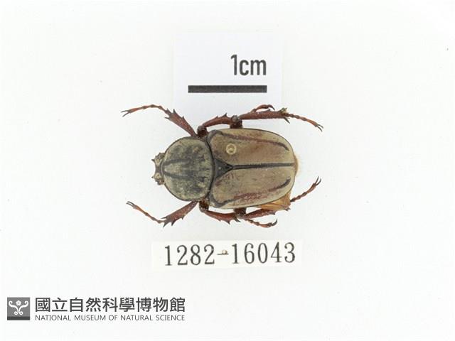 臺灣角金龜藏品圖，第1張