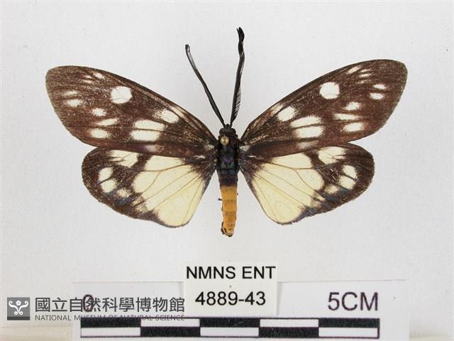 蓬萊茶斑蛾藏品圖，第1張