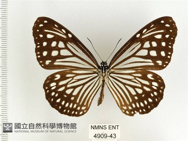 絹斑蝶藏品圖，第1張