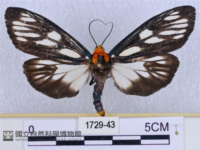 巨網燈蛾藏品圖，第1張