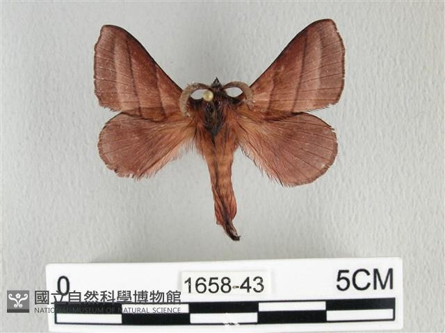 川邊氏枯葉蛾藏品圖，第1張