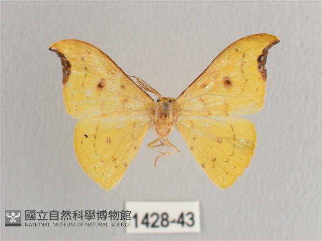 彎黑黃鉤蛾藏品圖，第1張