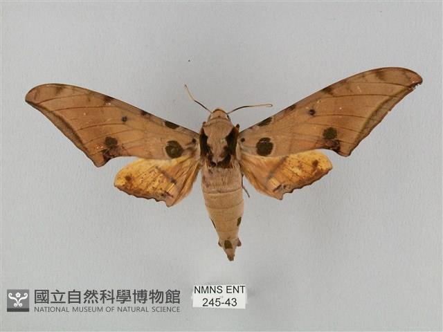 裂斑鷹翅天蛾藏品圖，第1張