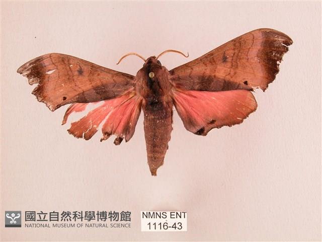 桃紅六點天蛾藏品圖，第1張