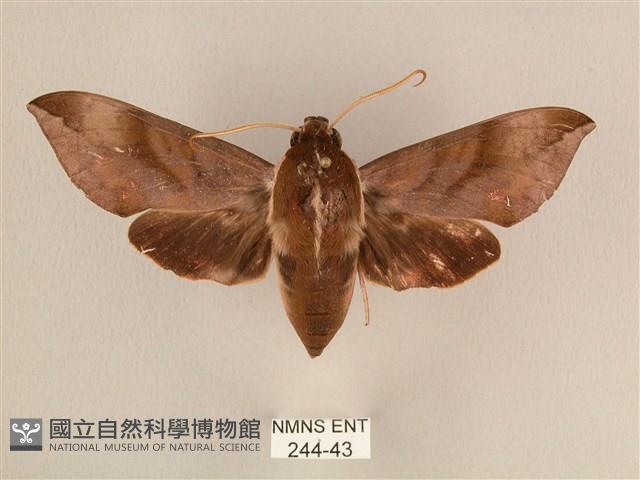 背中白天蛾藏品圖，第1張