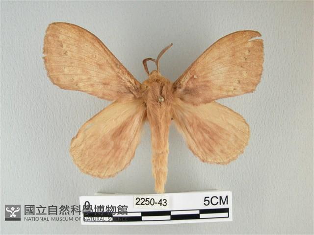 波紋枯葉蛾藏品圖，第1張