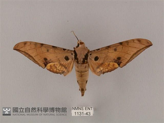 裂斑鷹翅天蛾藏品圖，第1張