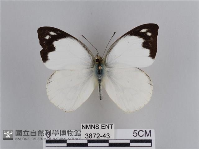 雲紋尖粉蝶藏品圖，第1張