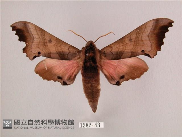 桃紅六點天蛾藏品圖，第1張