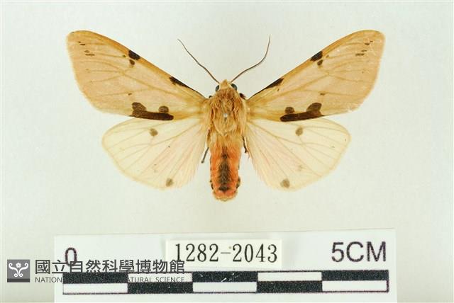 棍棒污燈蛾藏品圖，第1張