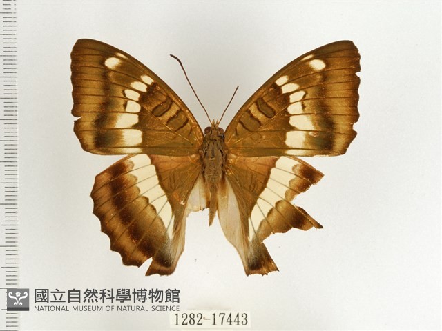 窄帶翠蛺蝶藏品圖，第1張