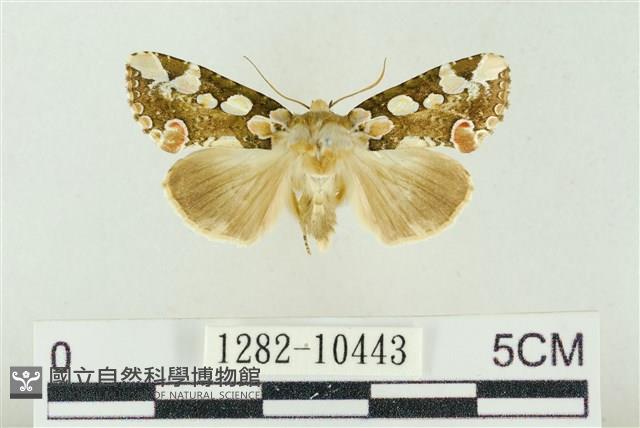 連珠波紋蛾藏品圖，第1張