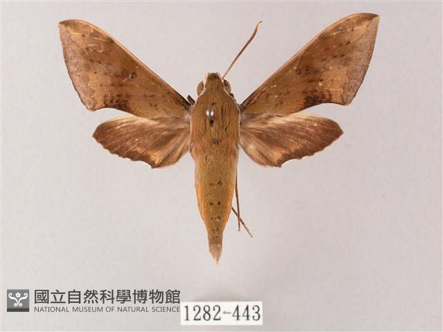 臺灣白肩天蛾藏品圖，第1張