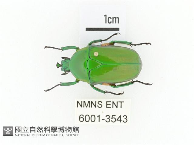 小扇角金龜藏品圖，第1張