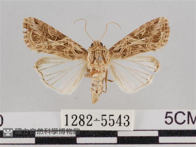 斜紋夜盜蛾藏品圖，第1張