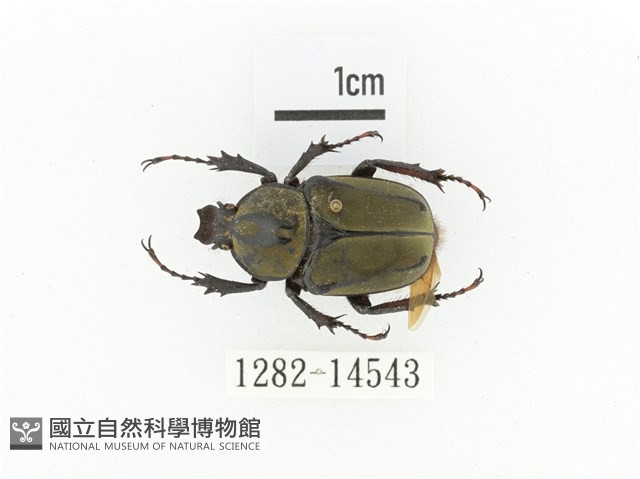 臺灣角金龜藏品圖，第1張