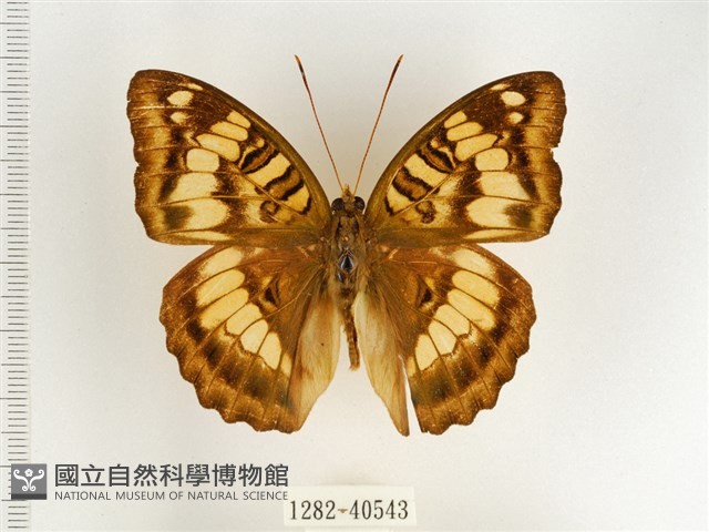 甲仙翠蛺蝶藏品圖，第1張