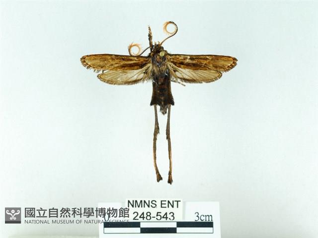 長腳大織蛾藏品圖，第1張