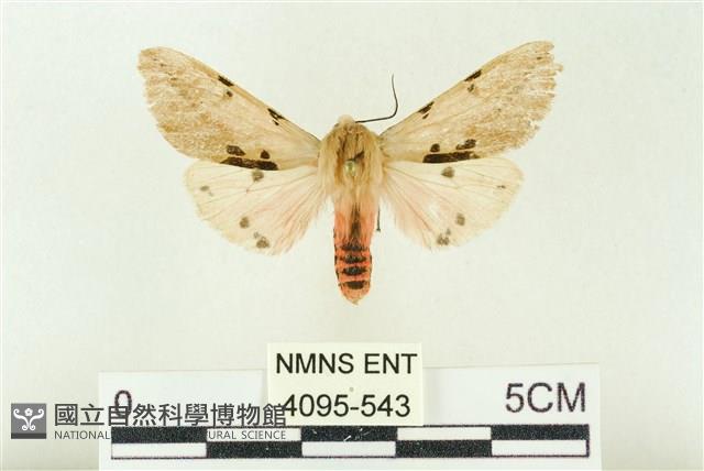 棍棒污燈蛾藏品圖，第1張