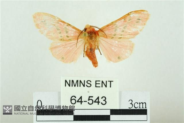 三條橙燈蛾藏品圖，第1張