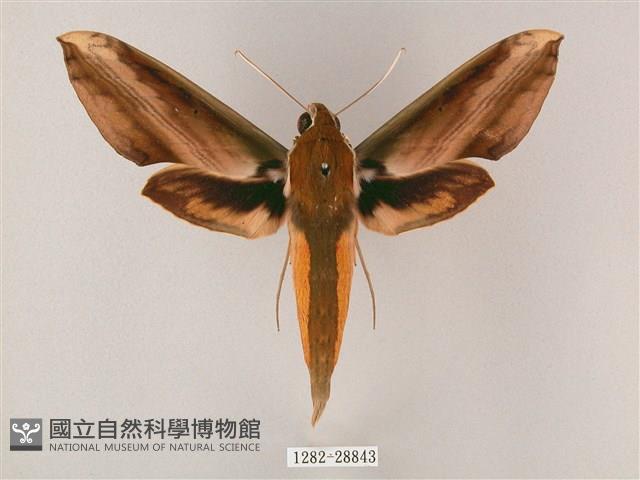 綠背斜紋天蛾藏品圖，第1張