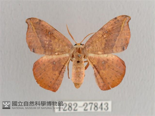 接骨木帶鉤蛾藏品圖，第1張