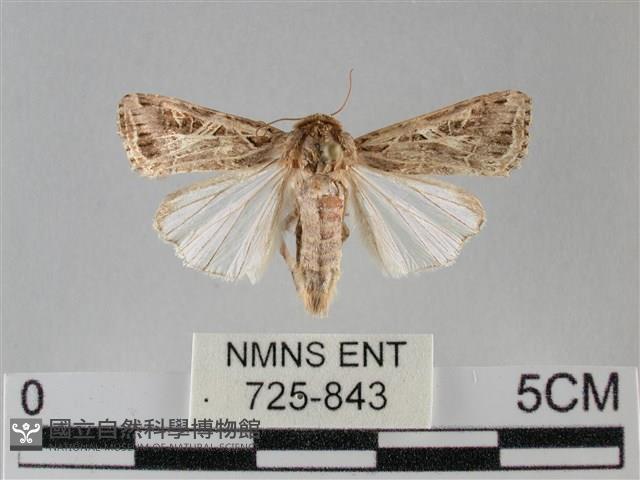 斜紋夜盜蛾藏品圖，第1張