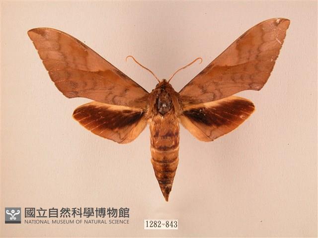 波紋豆天蛾藏品圖，第1張