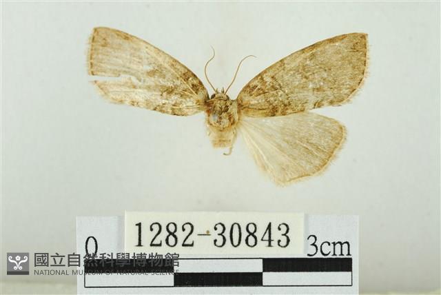 霧社環波紋蛾藏品圖，第1張