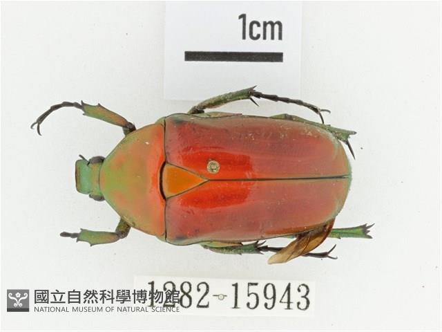 金艷騷金龜藏品圖，第1張