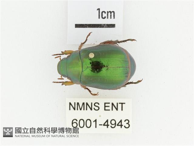 綠艷金龜藏品圖，第1張