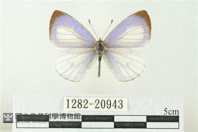 白斑嫵琉灰蝶藏品圖，第1張