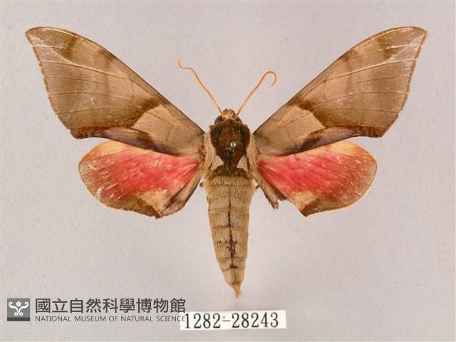 榆綠天蛾藏品圖，第1張