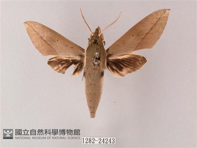 藏斜紋天蛾藏品圖，第1張