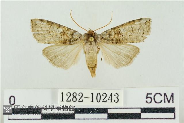 帶波紋蛾藏品圖，第1張