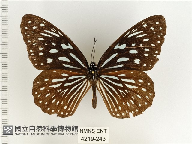 小紋青斑蝶藏品圖，第1張