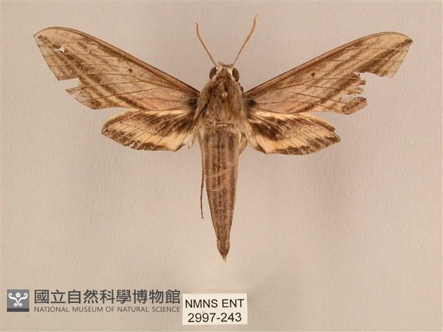 棕綠背線天蛾藏品圖，第1張