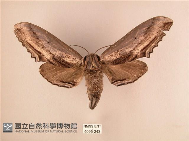 臺灣鋸翅天蛾藏品圖，第1張