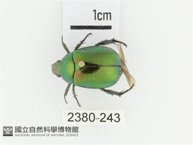 艷金龜藏品圖，第1張