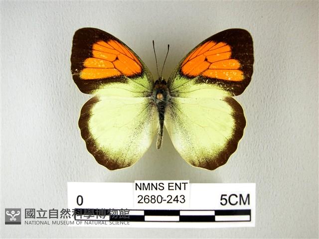 異粉蝶、雌白黃蝶藏品圖，第1張