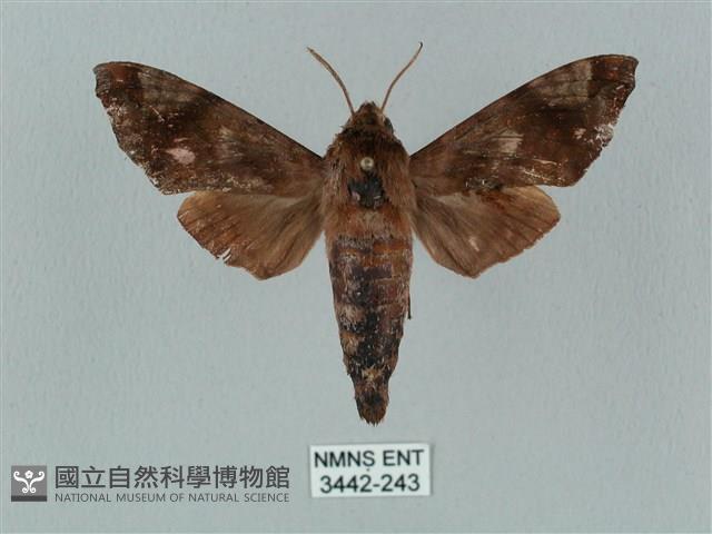 姬缺角天蛾藏品圖，第1張