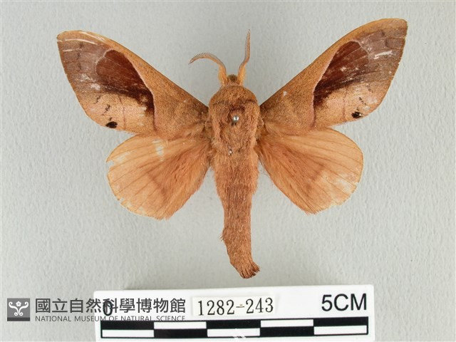 大褐斑枯葉蛾藏品圖，第1張