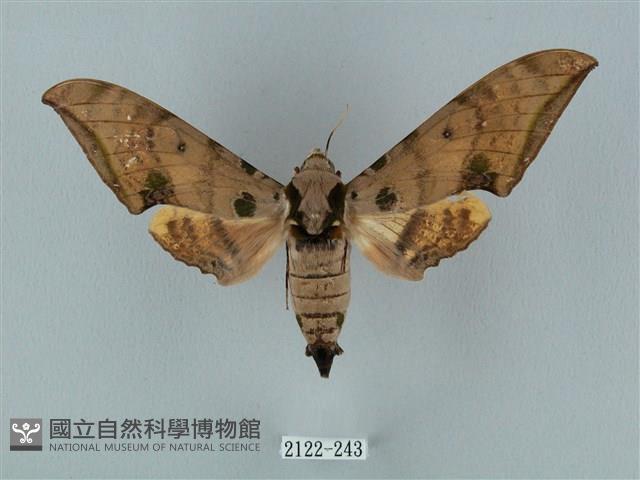 裂斑鷹翅天蛾藏品圖，第1張