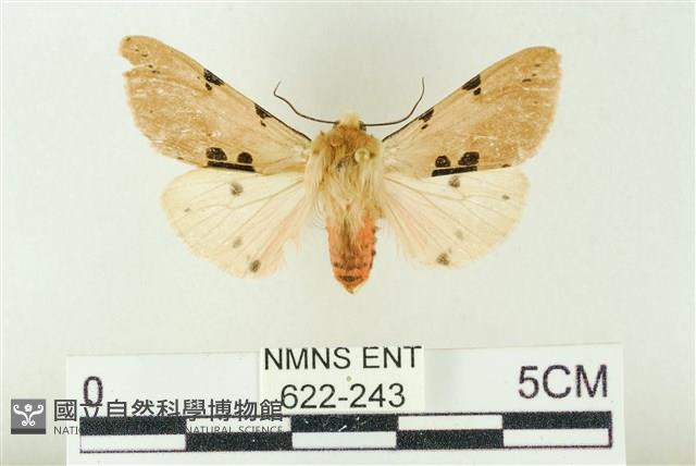 棍棒污燈蛾藏品圖，第1張