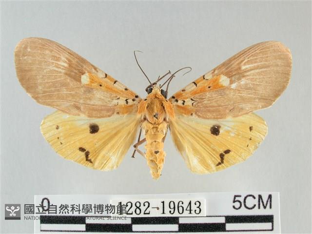 登錄號:001282-19643藏品圖，第1張