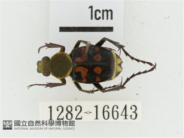 黃肩長腳花金龜藏品圖，第1張