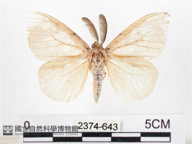 木毒蛾藏品圖，第1張