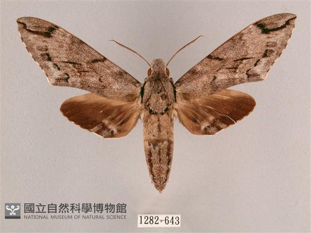細斜紋霜天蛾藏品圖，第1張