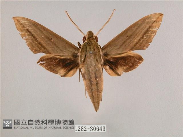 背帶斜紋天蛾藏品圖，第1張